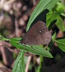 Forsterinaria quantius