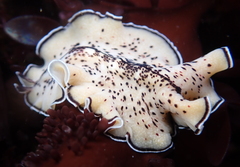 Pseudoceros montereyensis