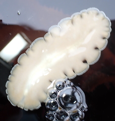 Pseudoceros montereyensis