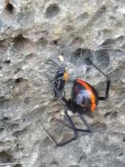 Latrodectus mactans