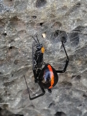 Latrodectus mactans