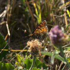 Melitaea parthenoides
