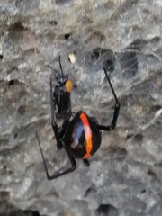 Latrodectus mactans