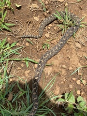 Crotalus polystictus