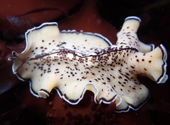 Pseudoceros montereyensis