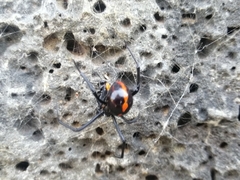 Latrodectus mactans