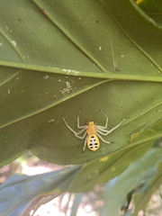 Poecilothomisus speciosus