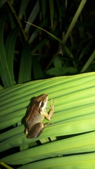 Craugastor metriosistus