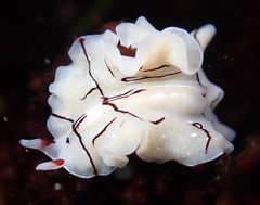 Eurylepta californica