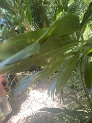 Poecilothomisus speciosus