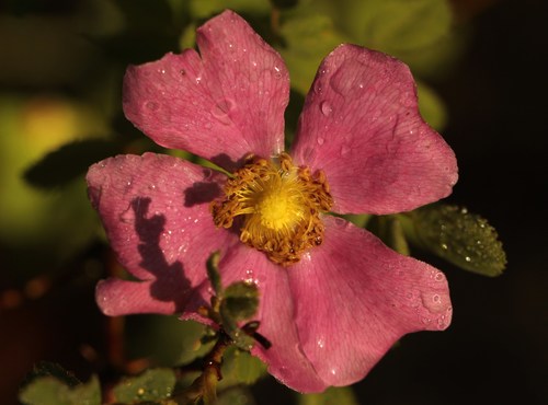 iNaturalist observation photo of roses