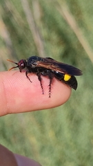 Scolia erythrocephala