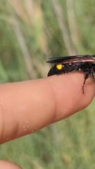 Scolia erythrocephala