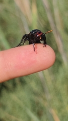 Scolia erythrocephala