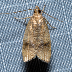 Psilocorsis cryptolechiella