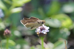 Panoquina panoquin