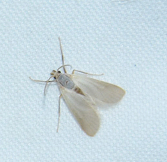 Acentria ephemerella