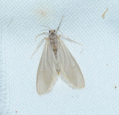 Acentria ephemerella