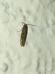 Tinea trinotella