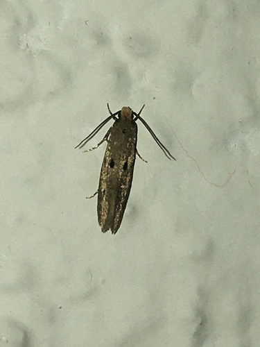 Tinea trinotella