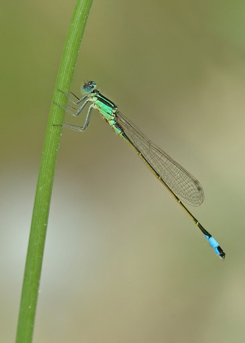 Große Pechlibelle