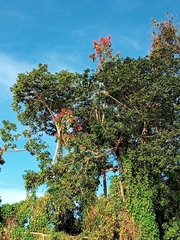 Triplaris americana