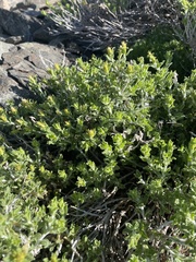 Ericameria discoidea