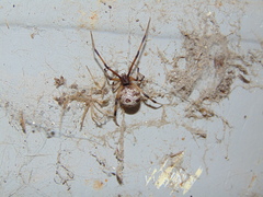 Latrodectus geometricus