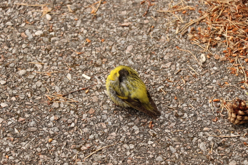 Jilguero lúgano (Spinus spinus)