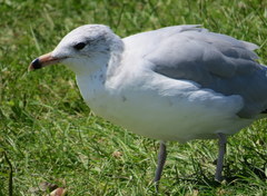 Larus delawarensis