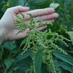 Urtica galeopsifolia