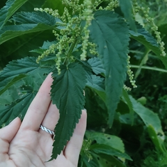 Urtica galeopsifolia