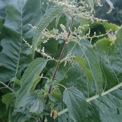 Urtica galeopsifolia