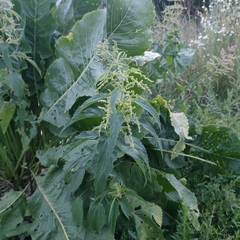 Urtica galeopsifolia