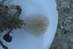 Corambe