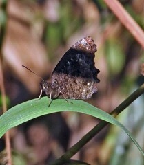 Praepedaliodes phanias