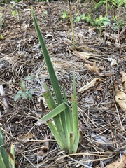 Iris verna