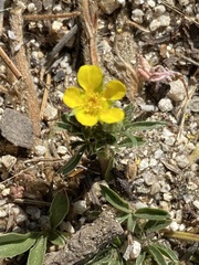 Potentilla luteosericea