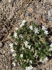 Leptosiphon melingii