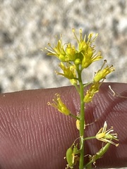 Draba demareei