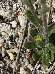 Draba demareei