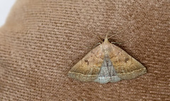 Pechipogo plumigeralis