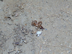 Latrodectus geometricus