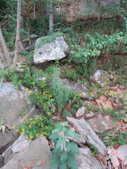 Solidago rupestris