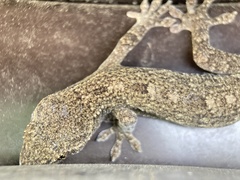 Gekko japonicus