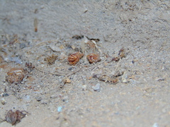 Latrodectus geometricus