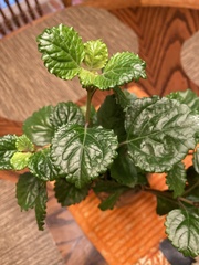 Pilea nummulariifolia