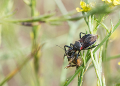 Apiomerus californicus