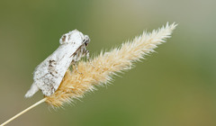 Parahypopta caestrum