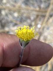 Hymenopappus filifolius lugens